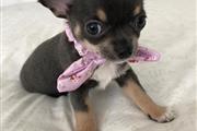 buy Chihuahua Puppies en New Orleans