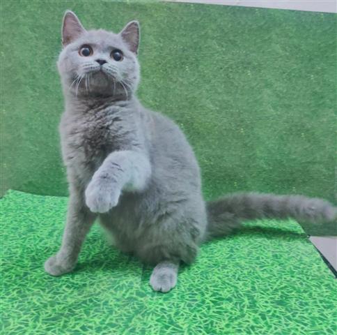 $300 : British Shorthair kitten image 2