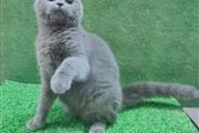 $300 : British Shorthair kitten thumbnail