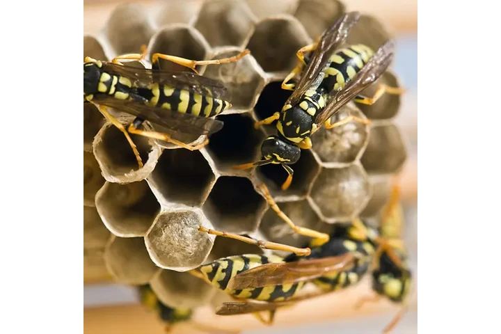 CONTROL DE ABEJAS, BEE REMOVAL image 2