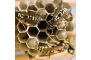 CONTROL DE ABEJAS, BEE REMOVAL thumbnail