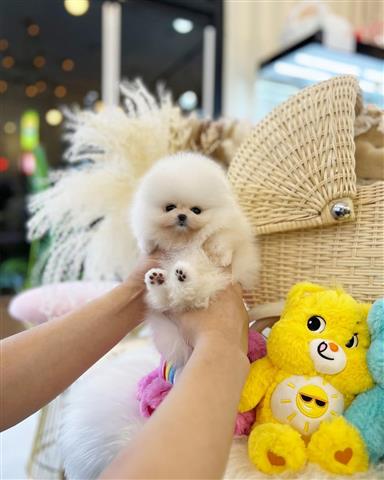 $350 : Cachorros Pomerania en venta image 2