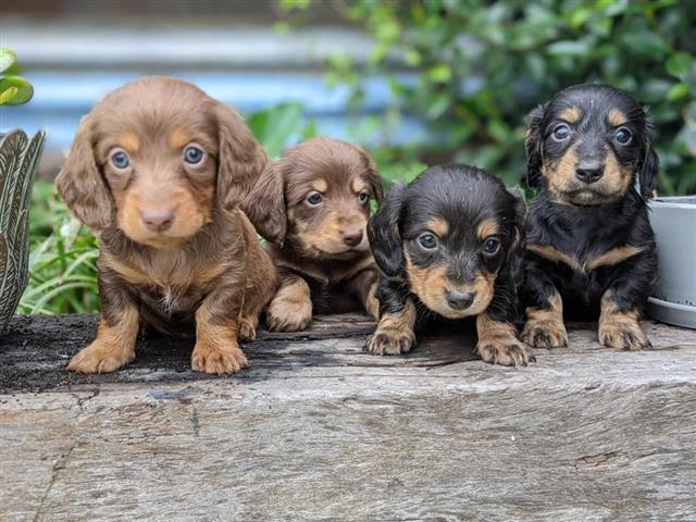 $300 : Home of dachshunds image 2