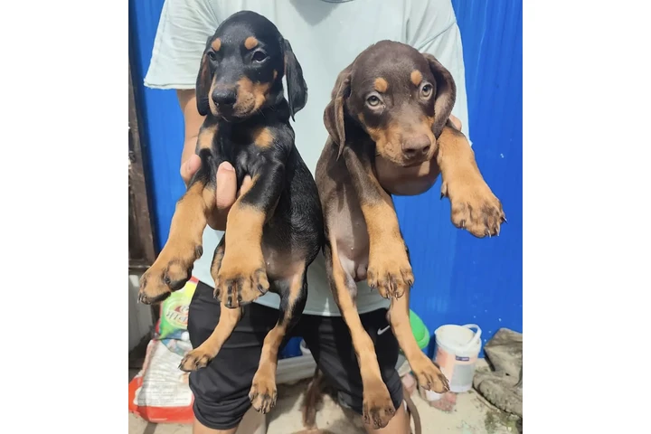 $500 : Doberman image 1