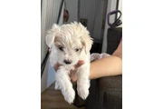 Maltipoo en Los Angeles