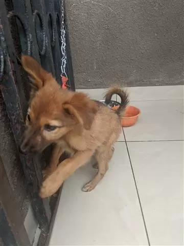 $500 : German Shepherd puppies sale image 3