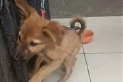 $500 : German Shepherd puppies sale thumbnail