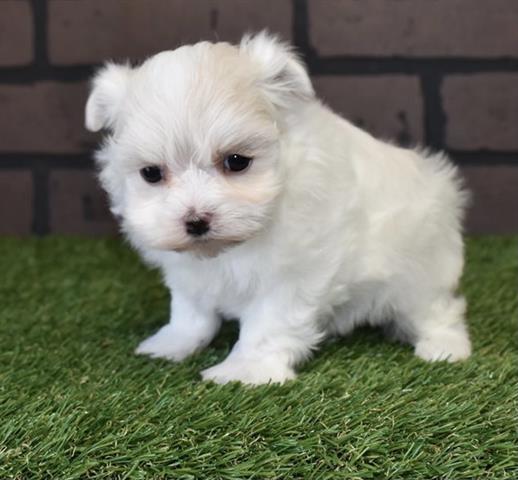 $350 : Cute Maltese puppies for sale image 2
