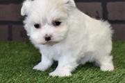 $350 : Cute Maltese puppies for sale thumbnail