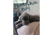 Cane corso