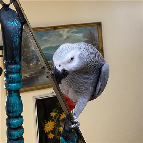 $200 : African Grey Parrots image 2