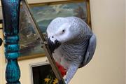 $200 : African Grey Parrots thumbnail