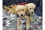 Super Golden Retriever en Paterson