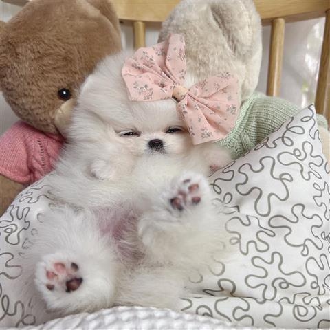 $300 : Pomeranian Pup For Sale image 2
