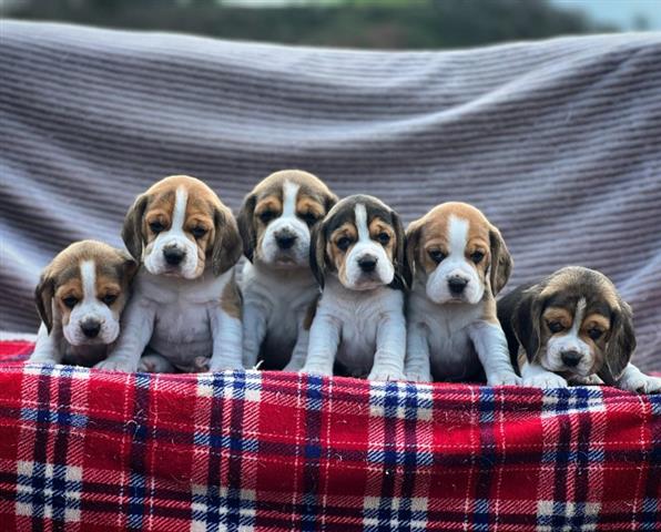 $300 : Hermosos cachorros beagle image 3