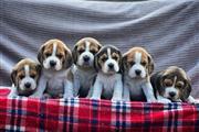 $300 : Hermosos cachorros beagle thumbnail