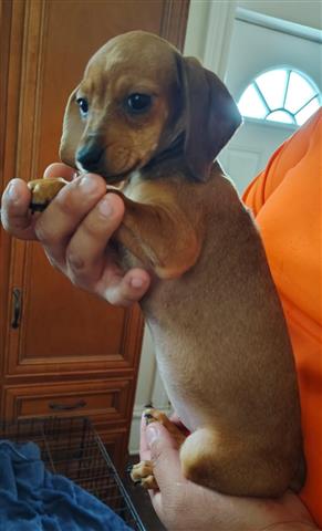 $150 : dachshund Mix with chihuahua image 3