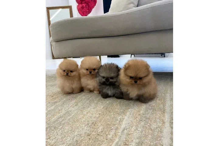 $350 : cachorros de Pomerania image 2