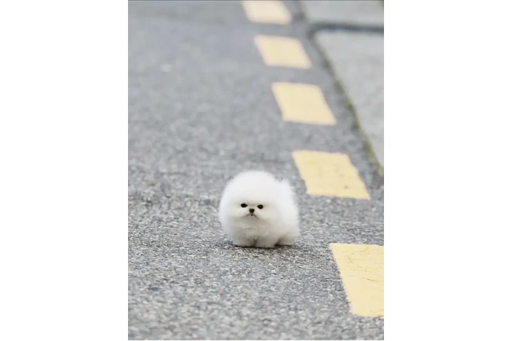 $350 : taza de té pomerania image 3