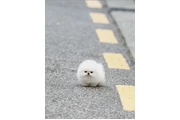 $350 : taza de té pomerania thumbnail