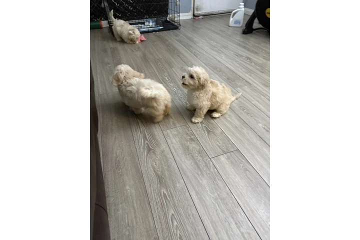 $200 : En venta bichon maltes image 2