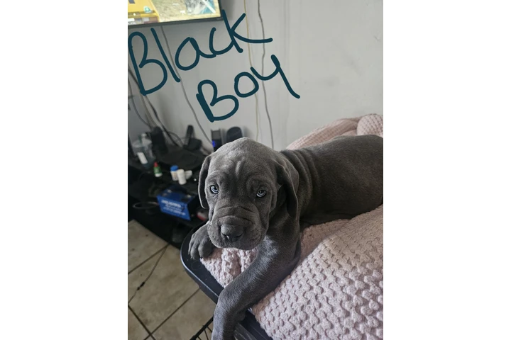 $600 : Cane corso image 4