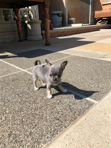 $350 : CHIHUAHUA EN VENTA image 2